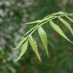 Neem_leaves_Neem_Leaves